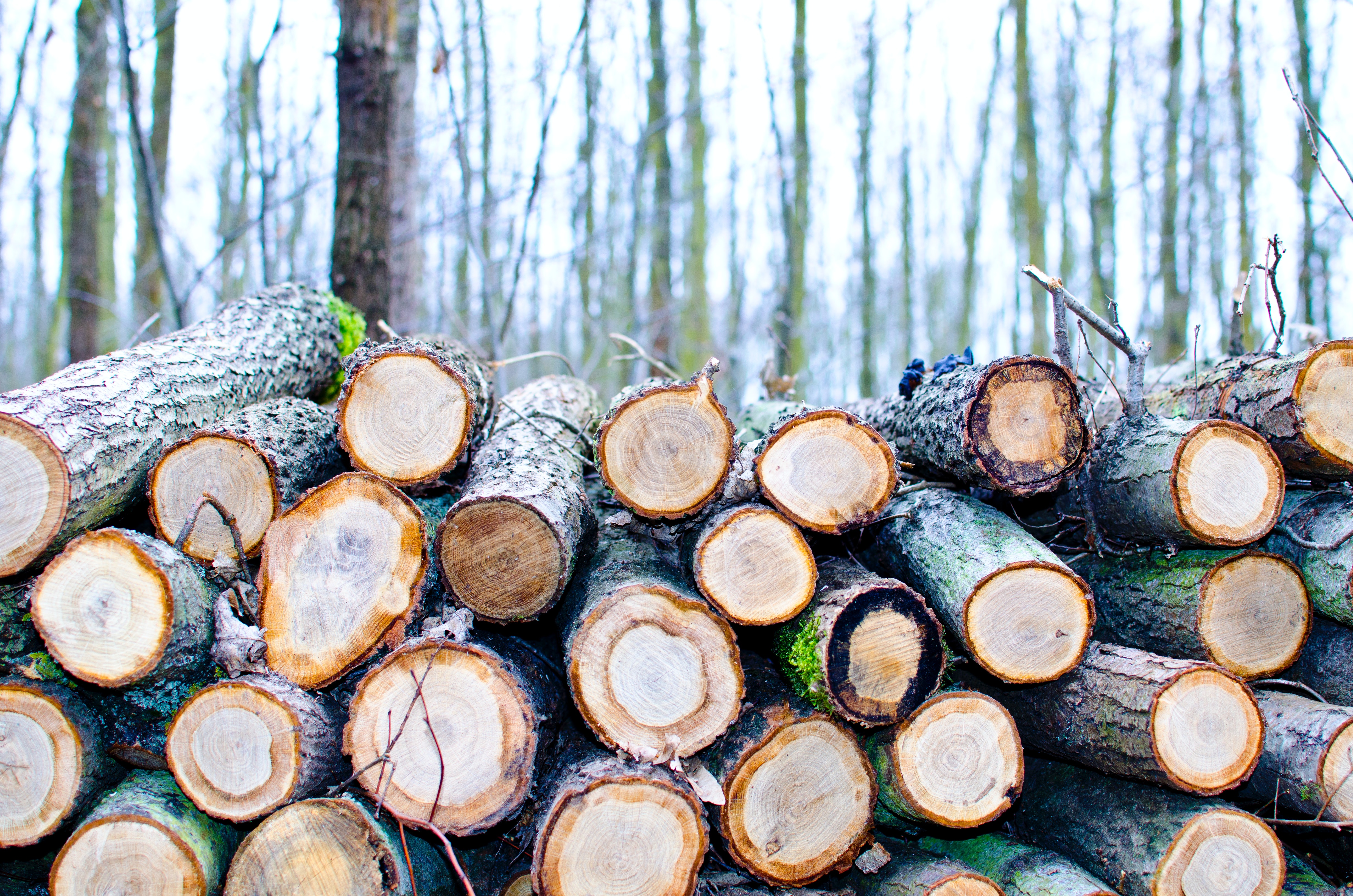 A Pile Of Wood in the forest